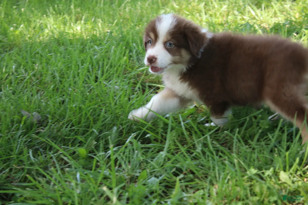 Australian Shepherd dogs for sale: Sasha - Ad 1