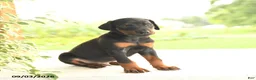 Doberman Pinscher dogs for sale: Aj  - Ad 3