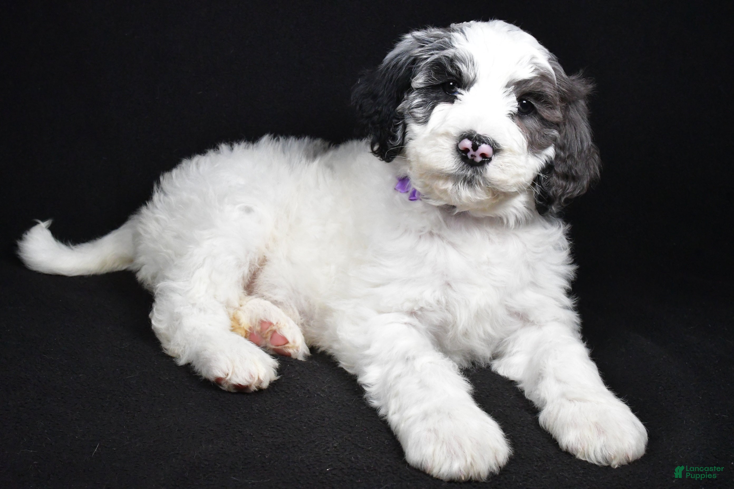 Sheepadoodle dogs Morgan - Ad 32
