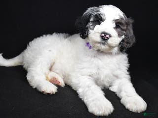 Sheepadoodle dogs Morgan - Ad 32