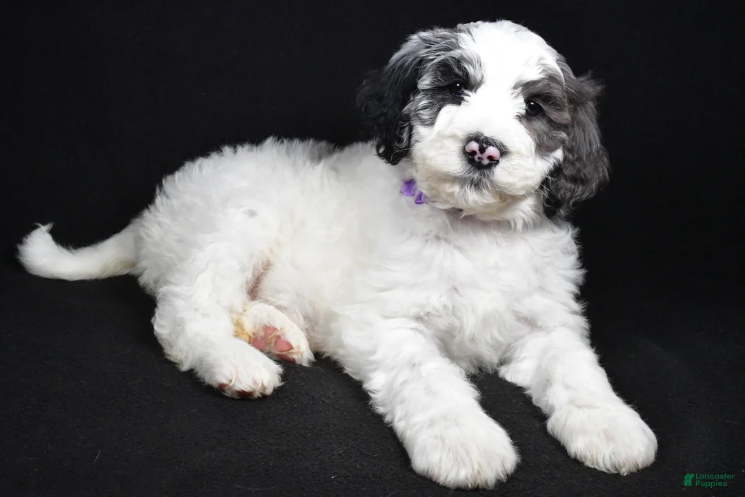 Sheepadoodle dogs for sale: Morgan - Ad 1