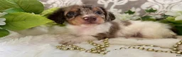 Miniature Dachshund dogs for sale: Maci - Ad 8
