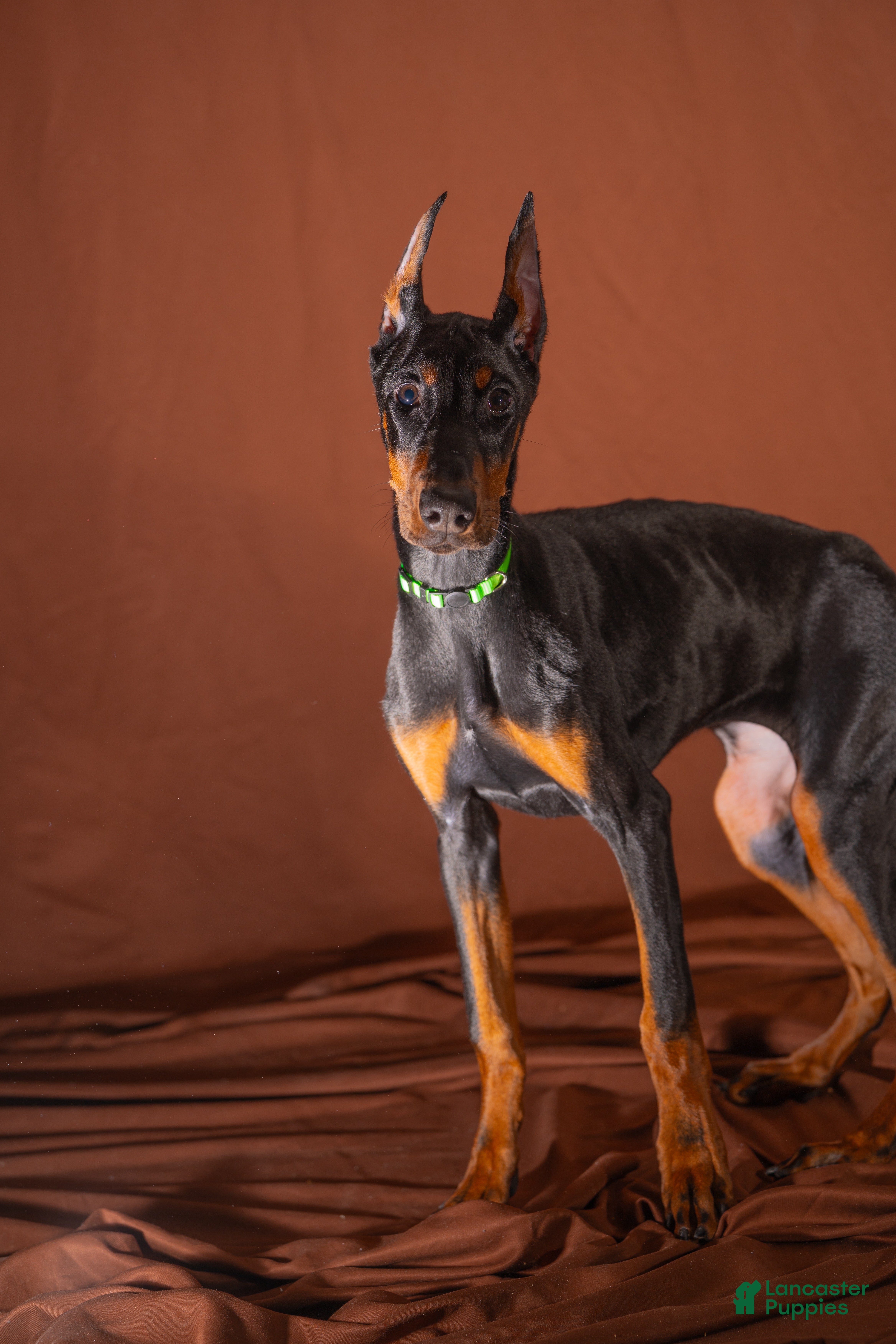 Doberman Pinscher dogs Green - Ad 22