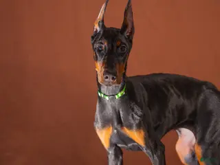 Doberman Pinscher dogs Green - Ad 22