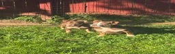 American Bully dogs for sale: Butters - Ad 5