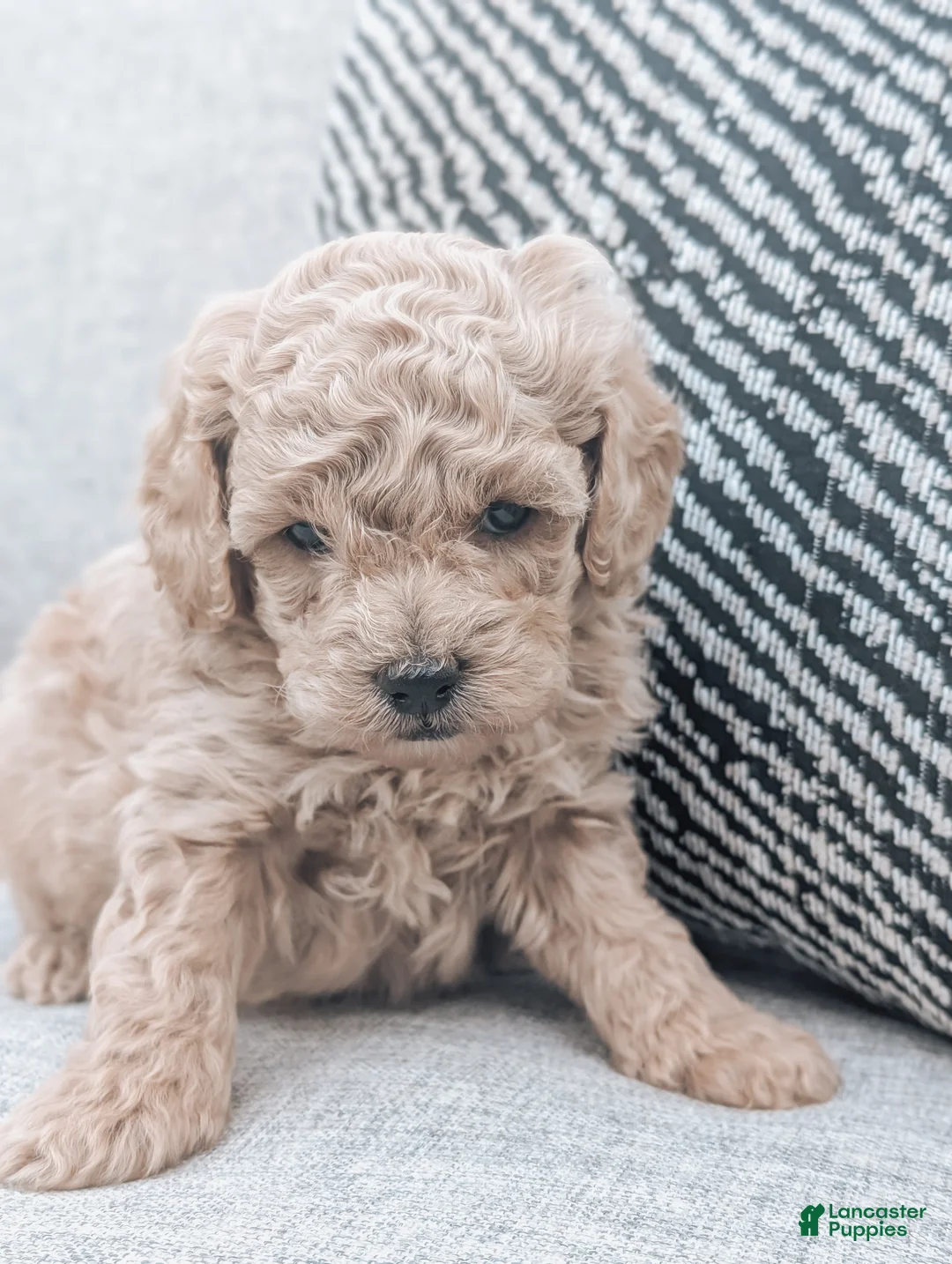 Bichpoo dogs for sale: Toby - Ad 2