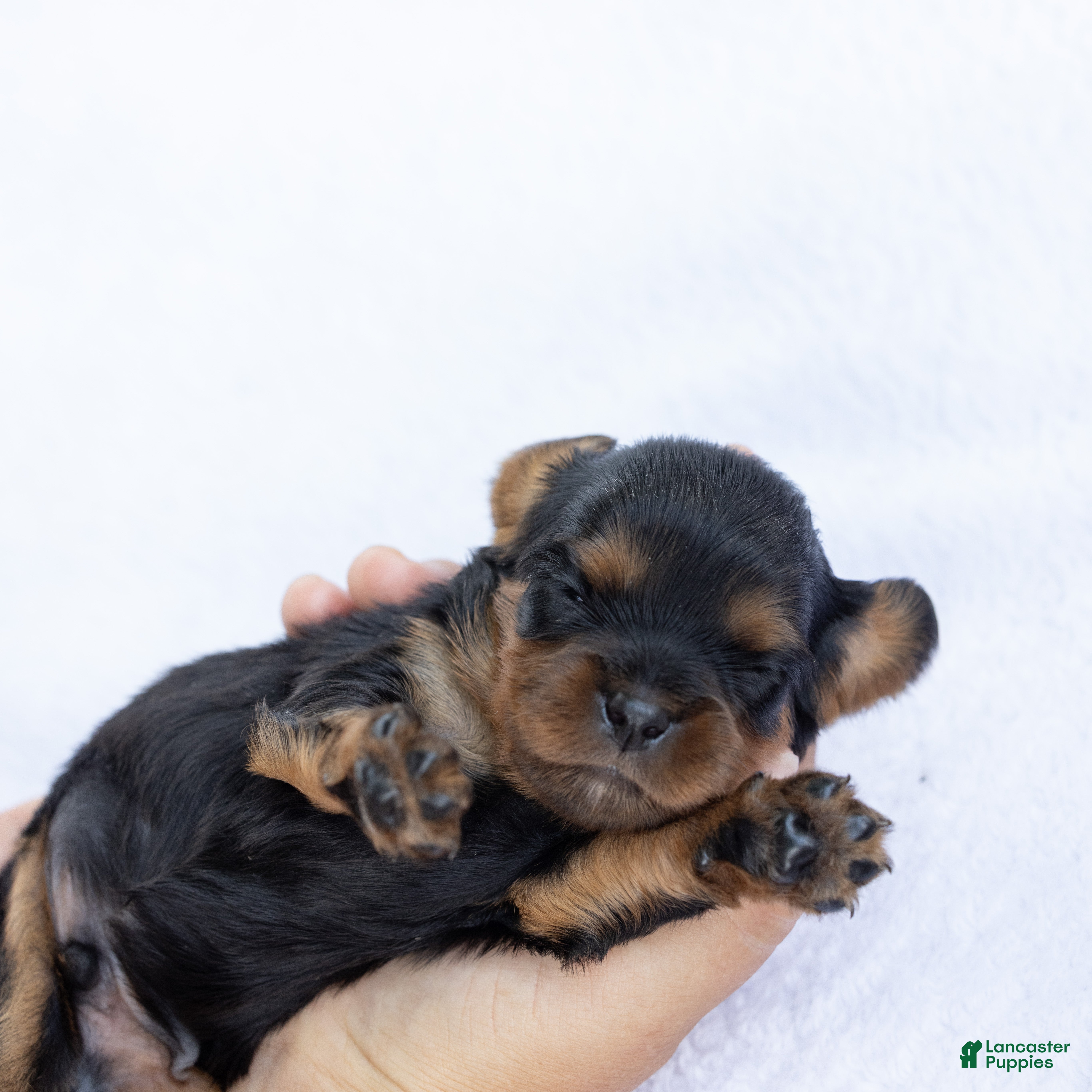 Cavalier King Charles Spaniel dogs Waldo - Ad 1