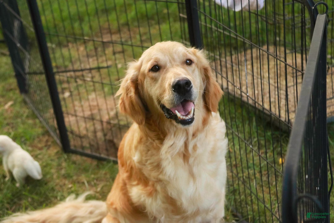 Golden Retriever dogs for sale: Riggs - Ad 13