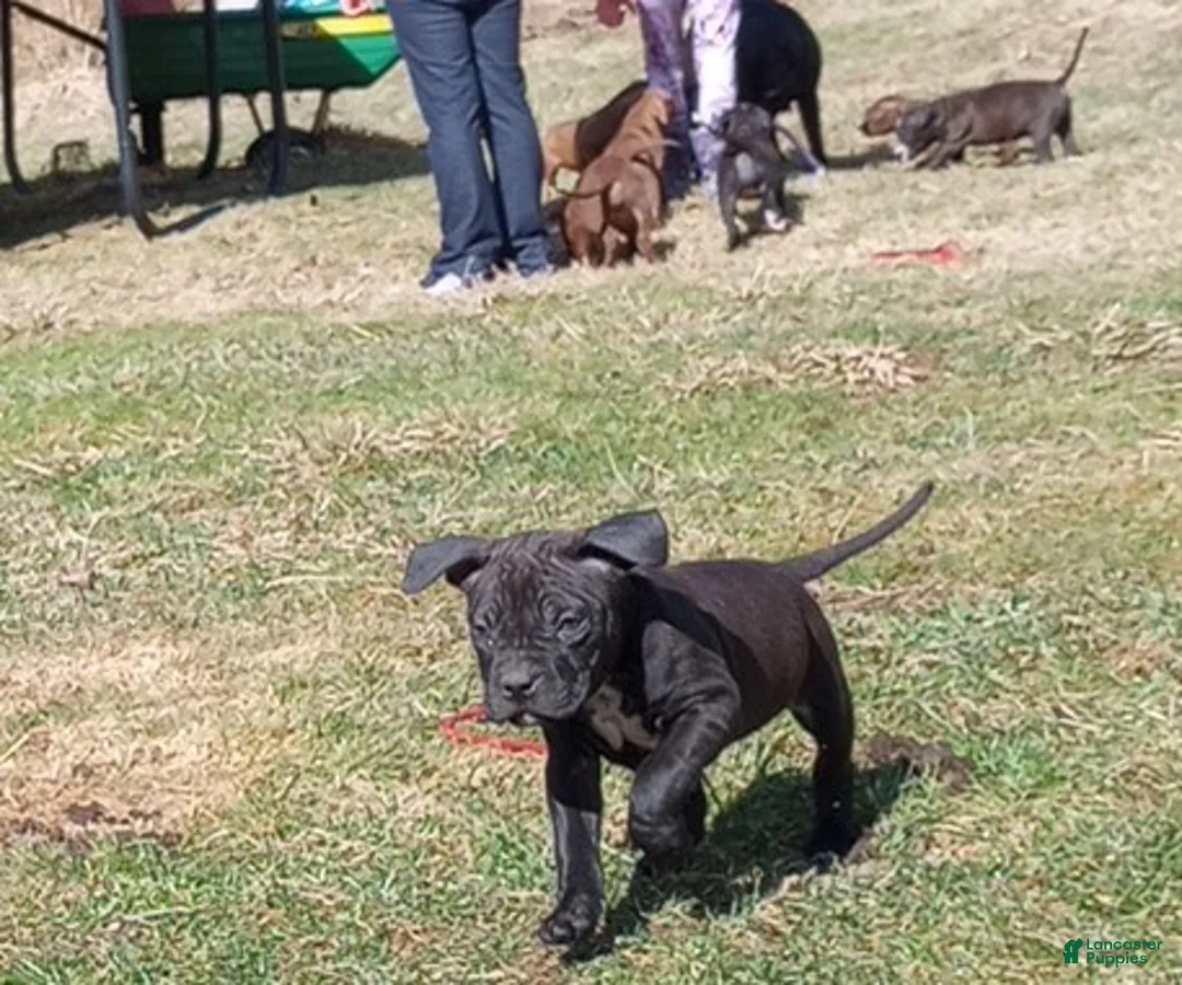 American Bully dogs for sale: Victoria Anthony - Ad 2