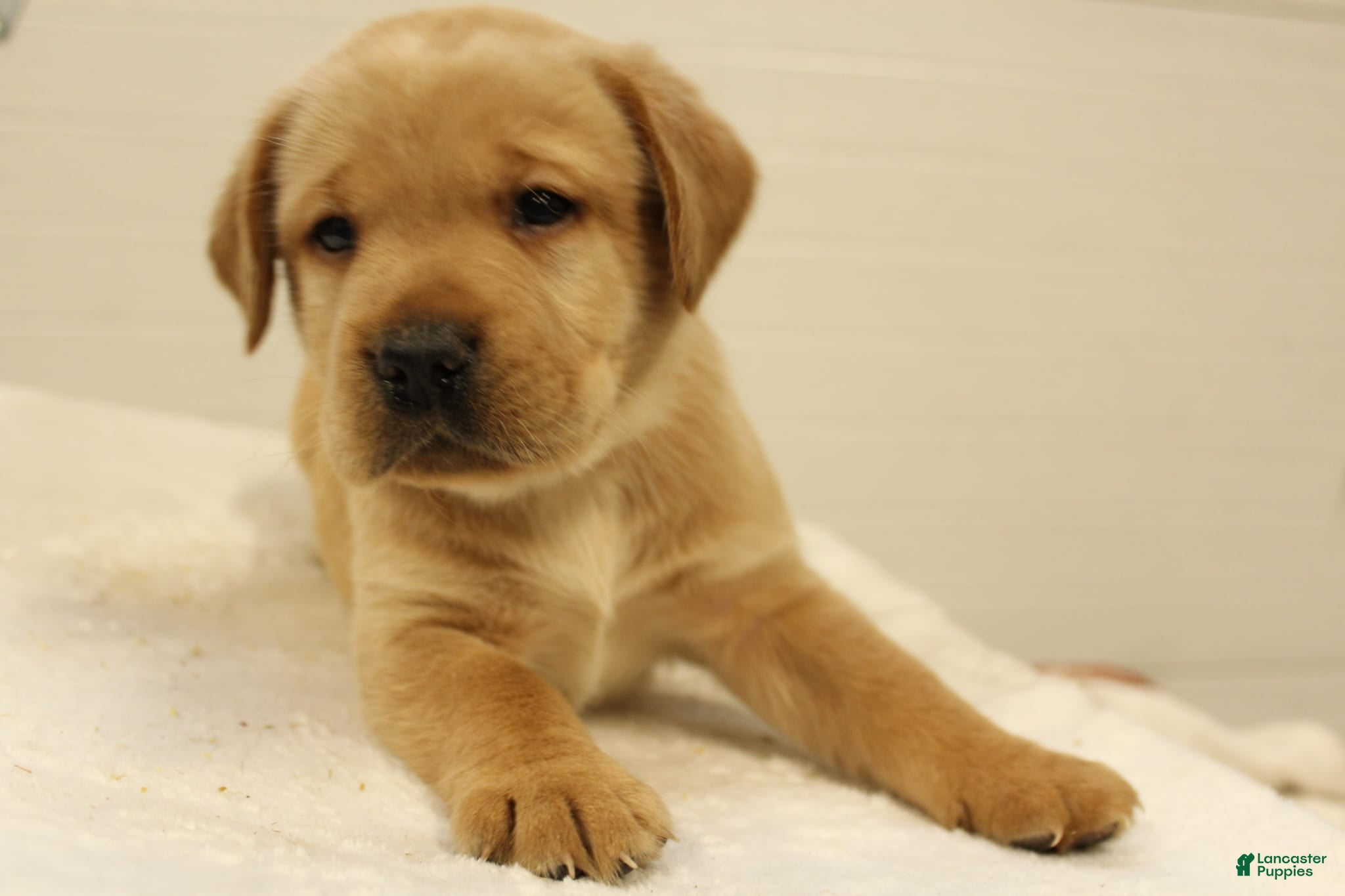 Labrador Retriever dogs Bo - Ad 2