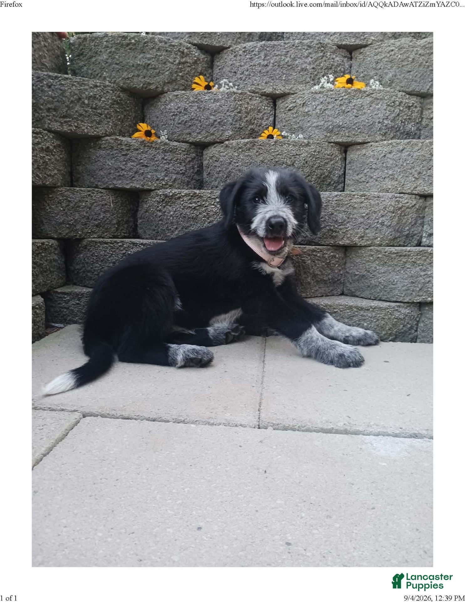 Mixed Breed dogs Krissy - Ad 1