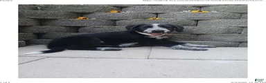 Spottie