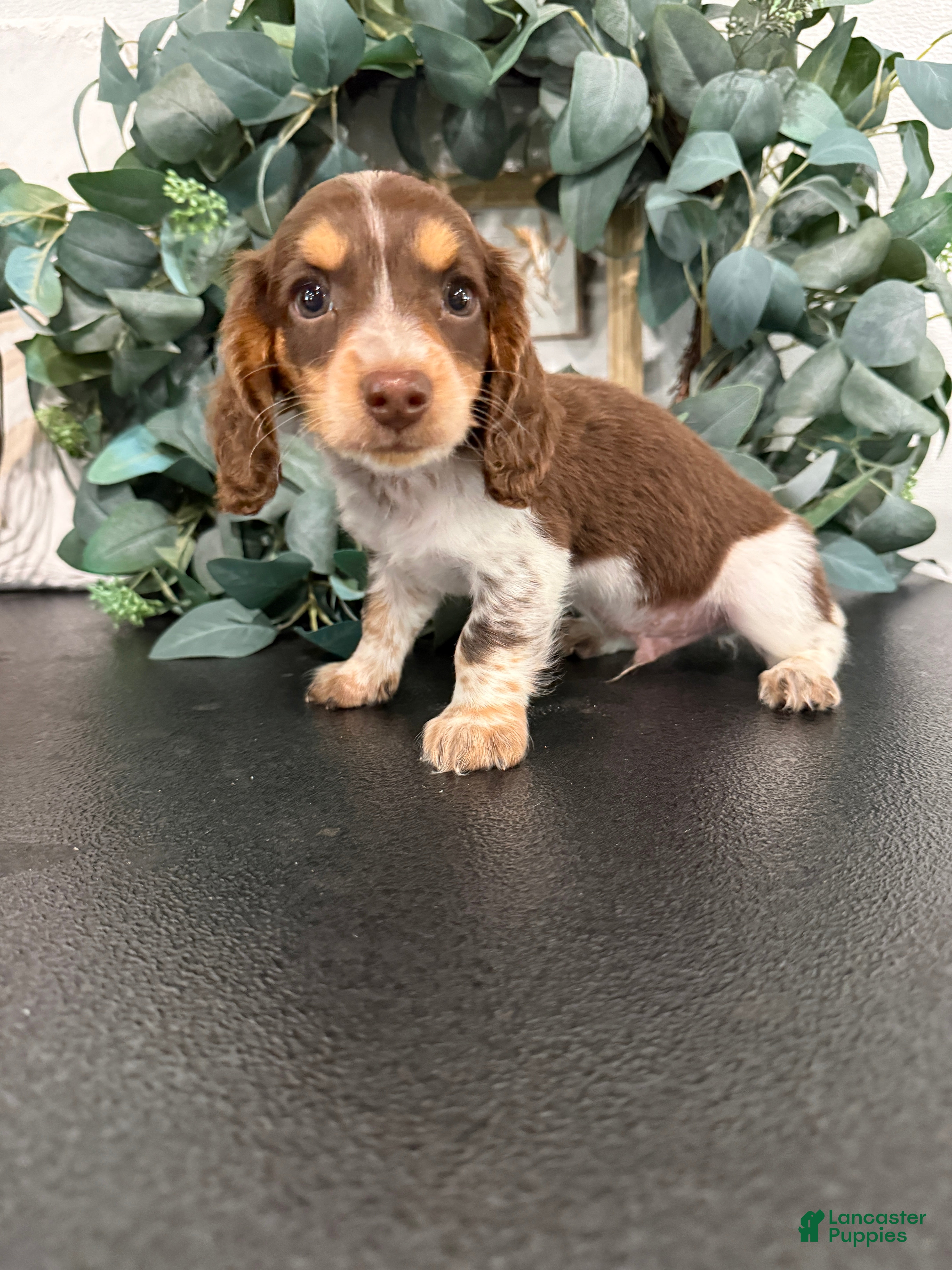 Miniature Dachshund dogs River - Ad 1