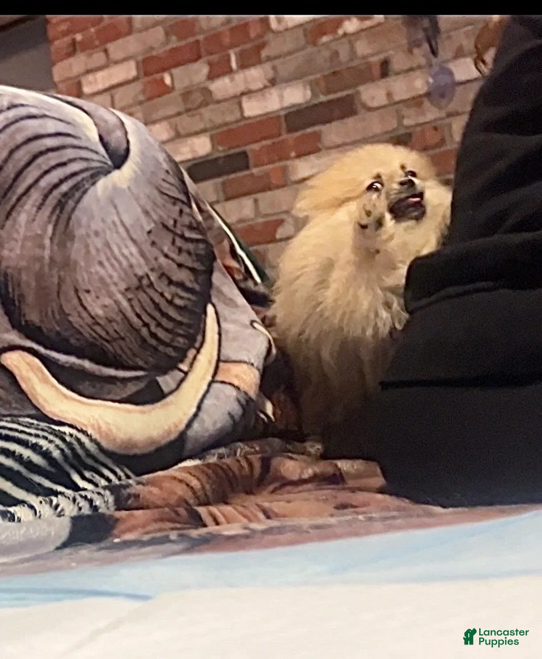 Pomeranian dogs for sale: Bradford - Ad 2