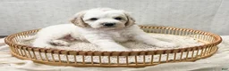 Cavapoo dogs for sale: Cavapoo 1 - Ad 3