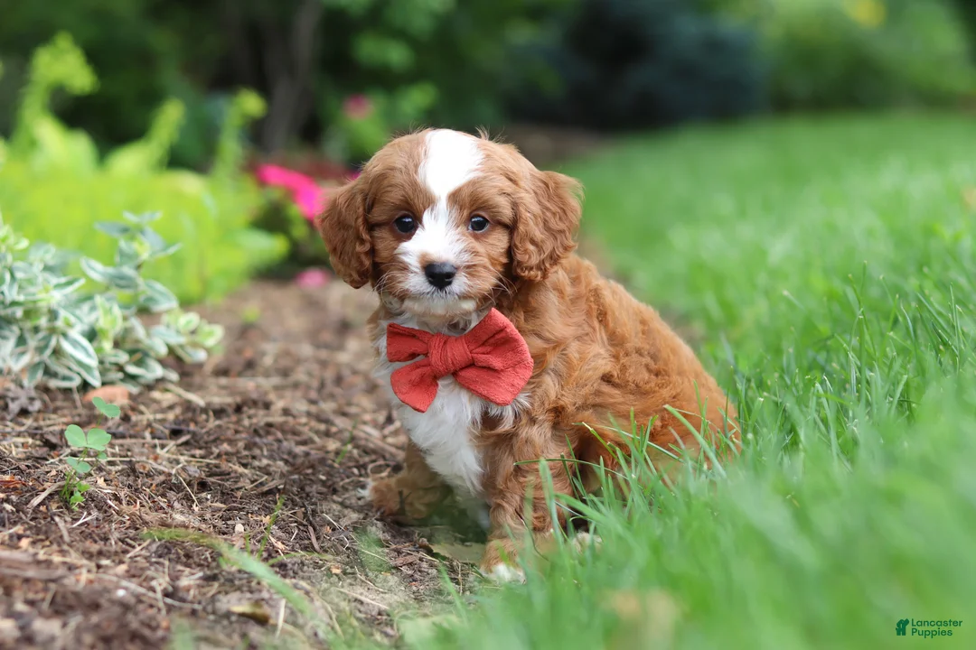 Cavapoo dogs for sale: Champ - Ad 1