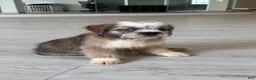 French Bulldog dogs for sale: LL COOL J - Ad 1