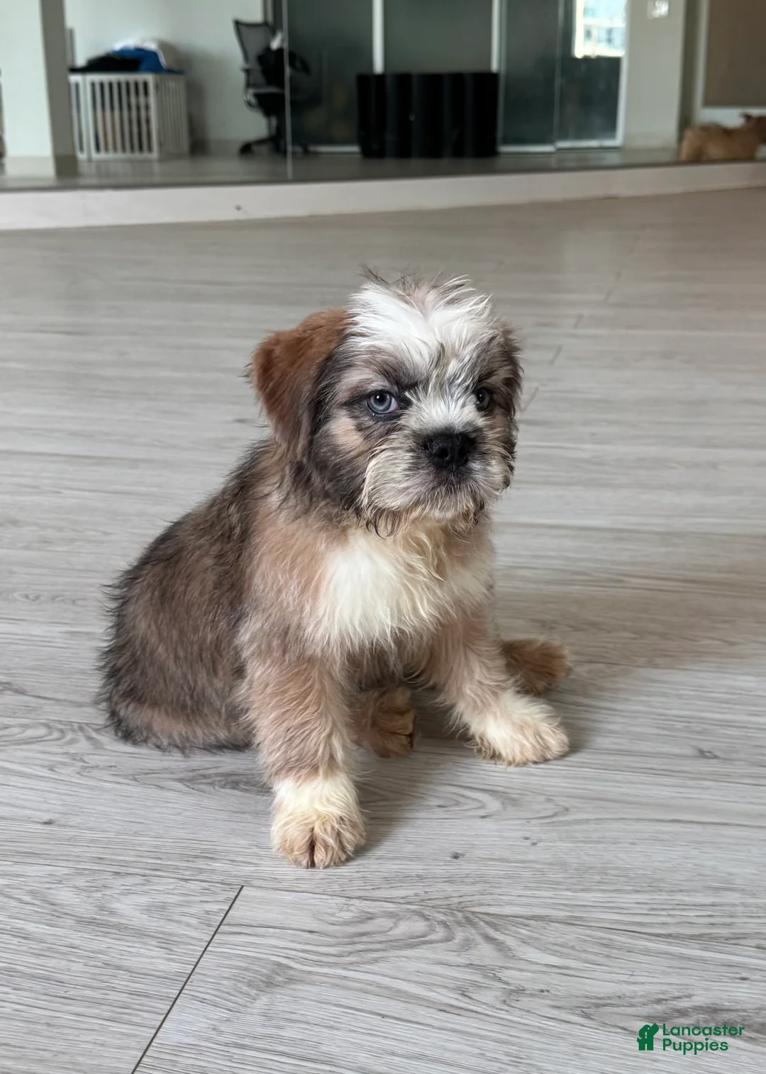 French Bulldog dogs for sale: LL COOL J - Ad 1