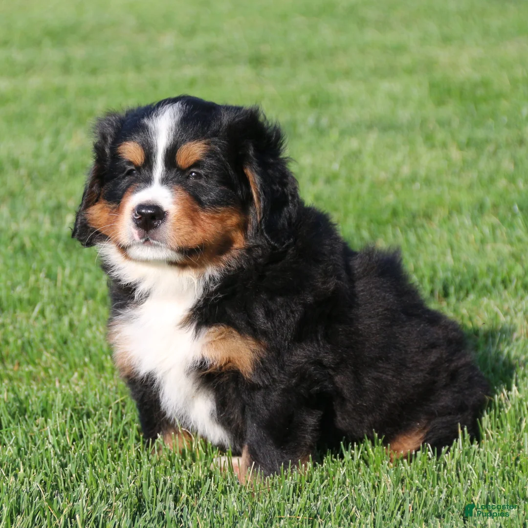 Bernese Mountain Dog dogs for sale: Smokey - Ad 1