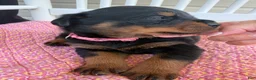 Rottweiler dogs for sale: Harper - Ad 4