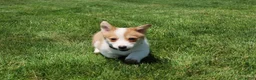 Welsh Corgi Pembroke dogs for sale: Zoey - Ad 13