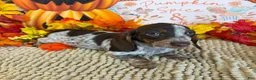 Miniature Dachshund dogs for sale: Bessie - Ad 2