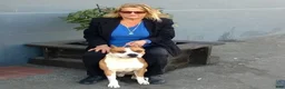 American Staffordshire Terrier dogs for sale: American Staffordshire Terrier 2 - Ad 44