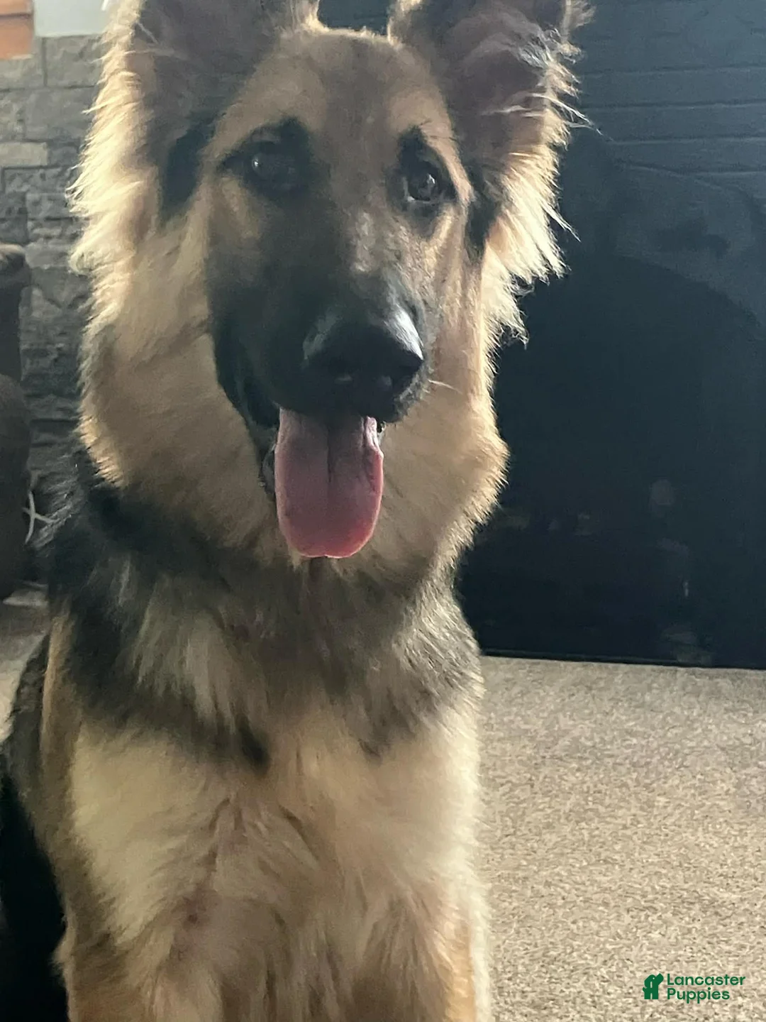 German Shepherd dogs for sale: German Shepherd Puppy 1 - Ad 1