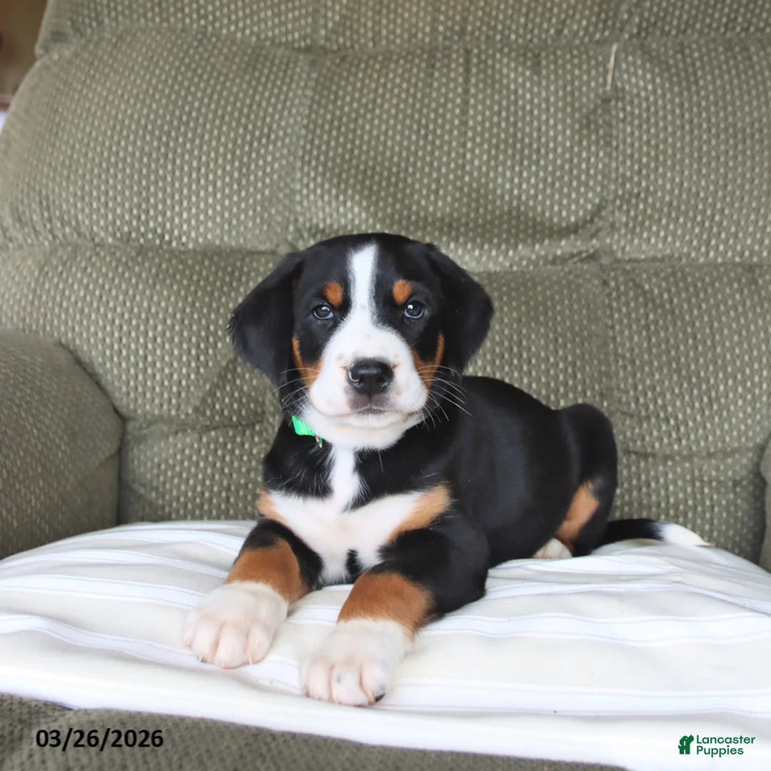 Greater Swiss Mountain Dog dogs for sale: Fern - Ad 1