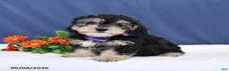 Cavapoo dogs for sale: Ozzy - Ad 3