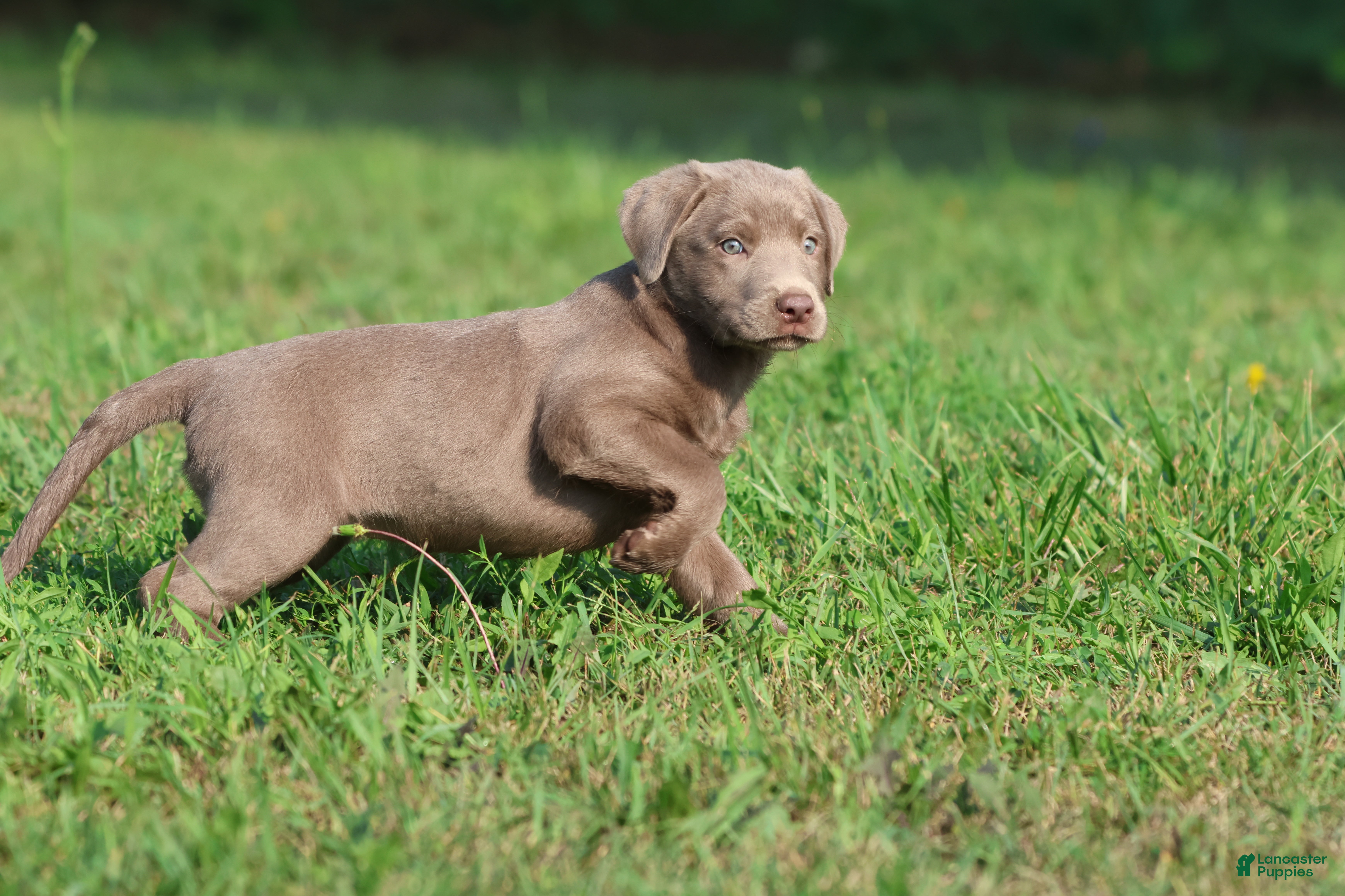 Labrador Retriever dogs DeJa Vu - Ad 2