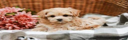 Maltipoo dogs for sale: Cecelia - Ad 5