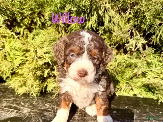 Bernedoodle dogs for sale: Willow - Ad 1