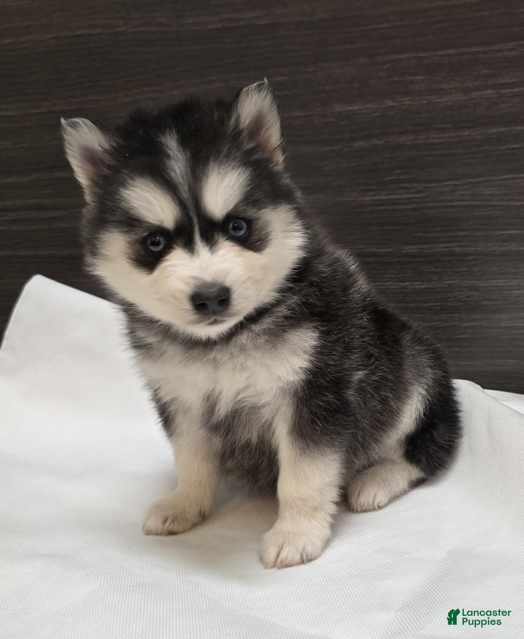 Pomsky dogs Loki - Ad 1