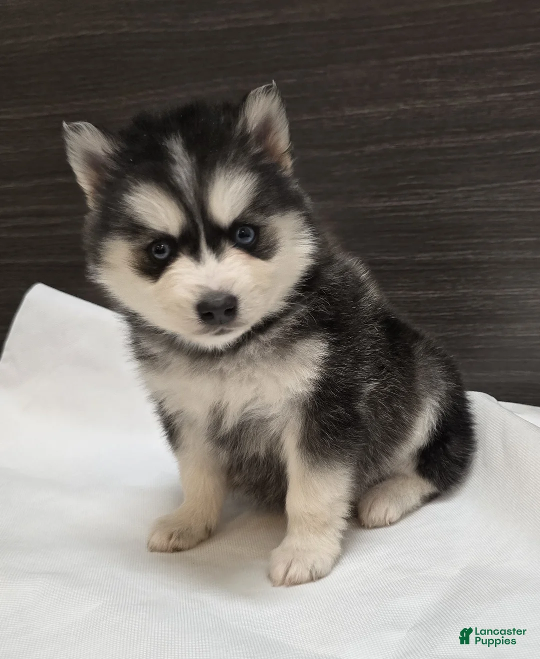 Pomsky dogs for sale: Loki - Ad 1