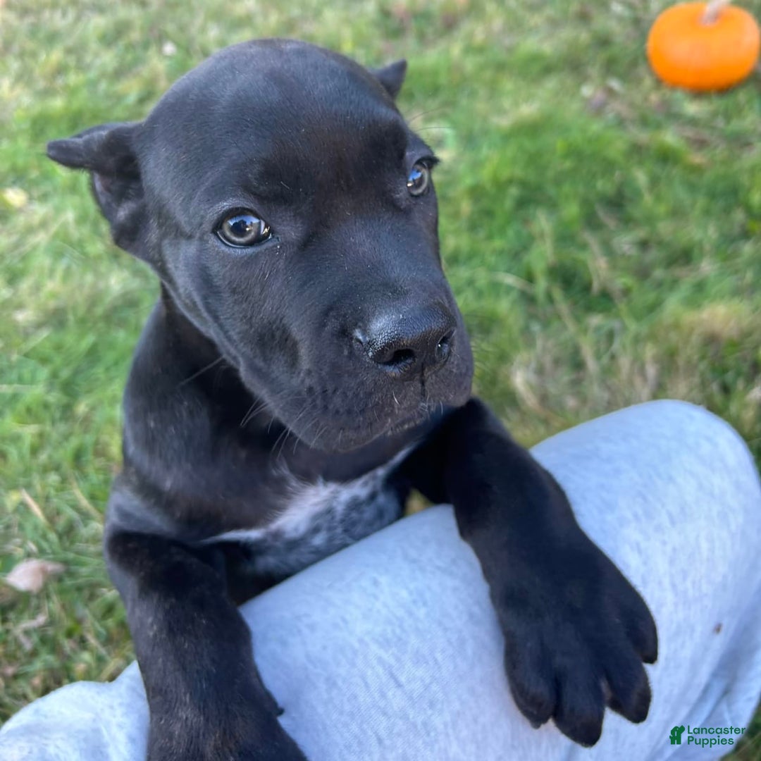 Gallery Image {{count}}