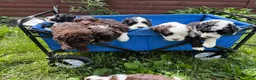 Portuguese Water Dog dogs for sale: Curly - Ad 3