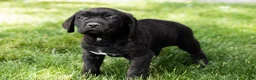Cane Corso dogs for sale: Remington  - Ad 4