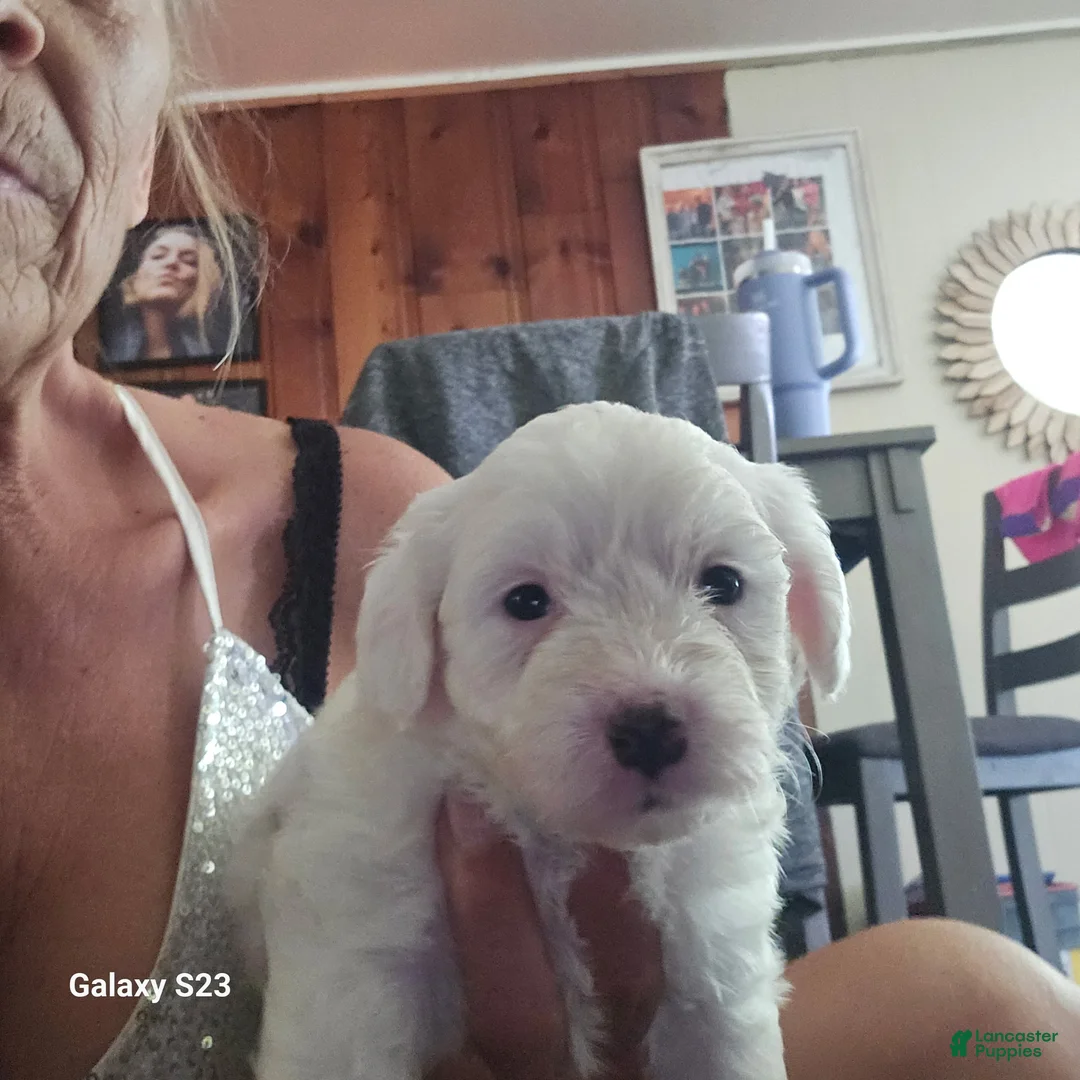 Yochon dogs for sale: Yochon 3 - Ad 1