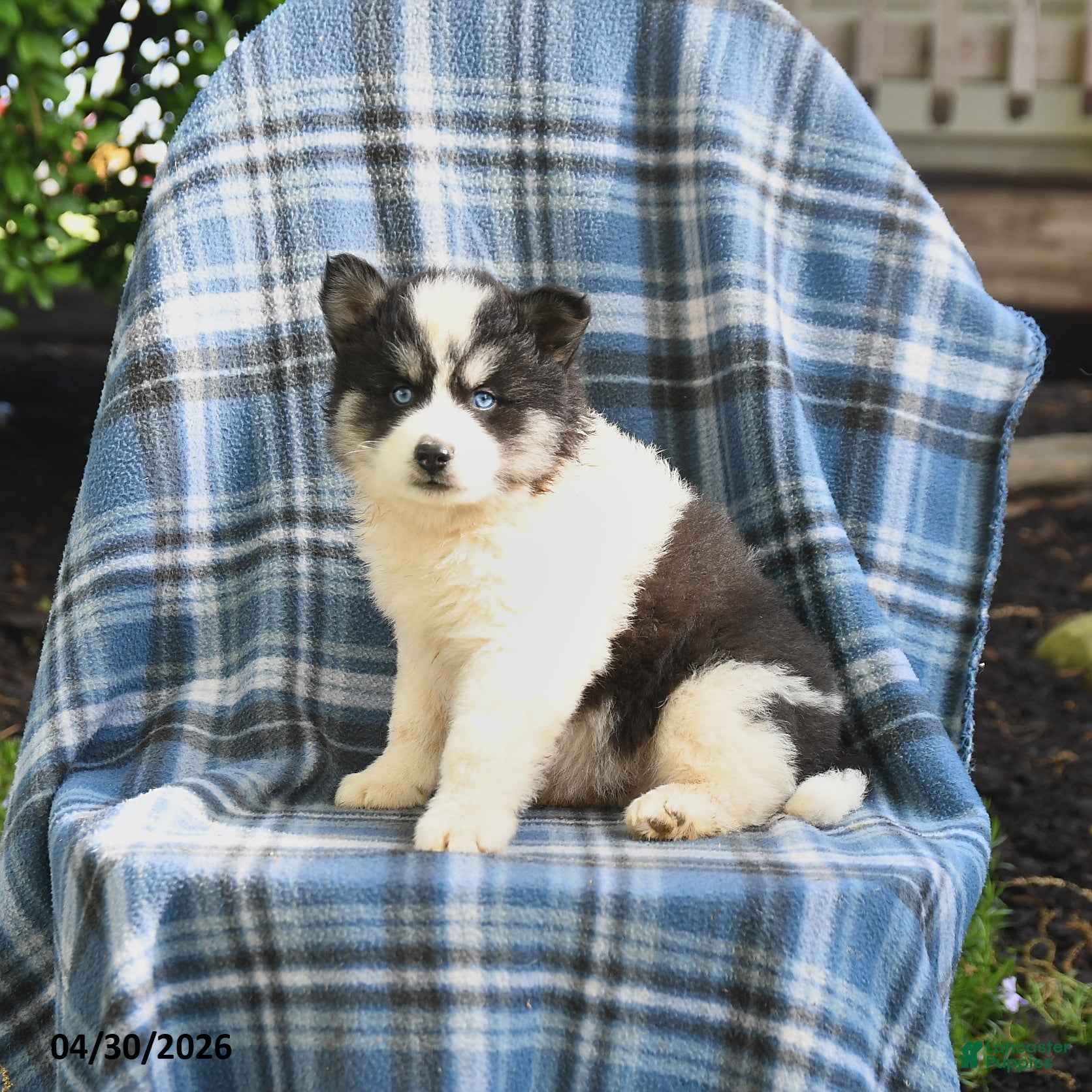 Pomsky dogs Tundra - Ad 1