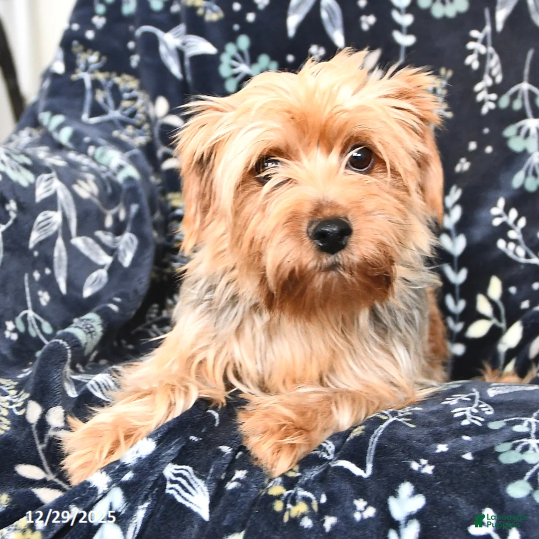 Shorkie dogs for sale: Casper - Ad 6
