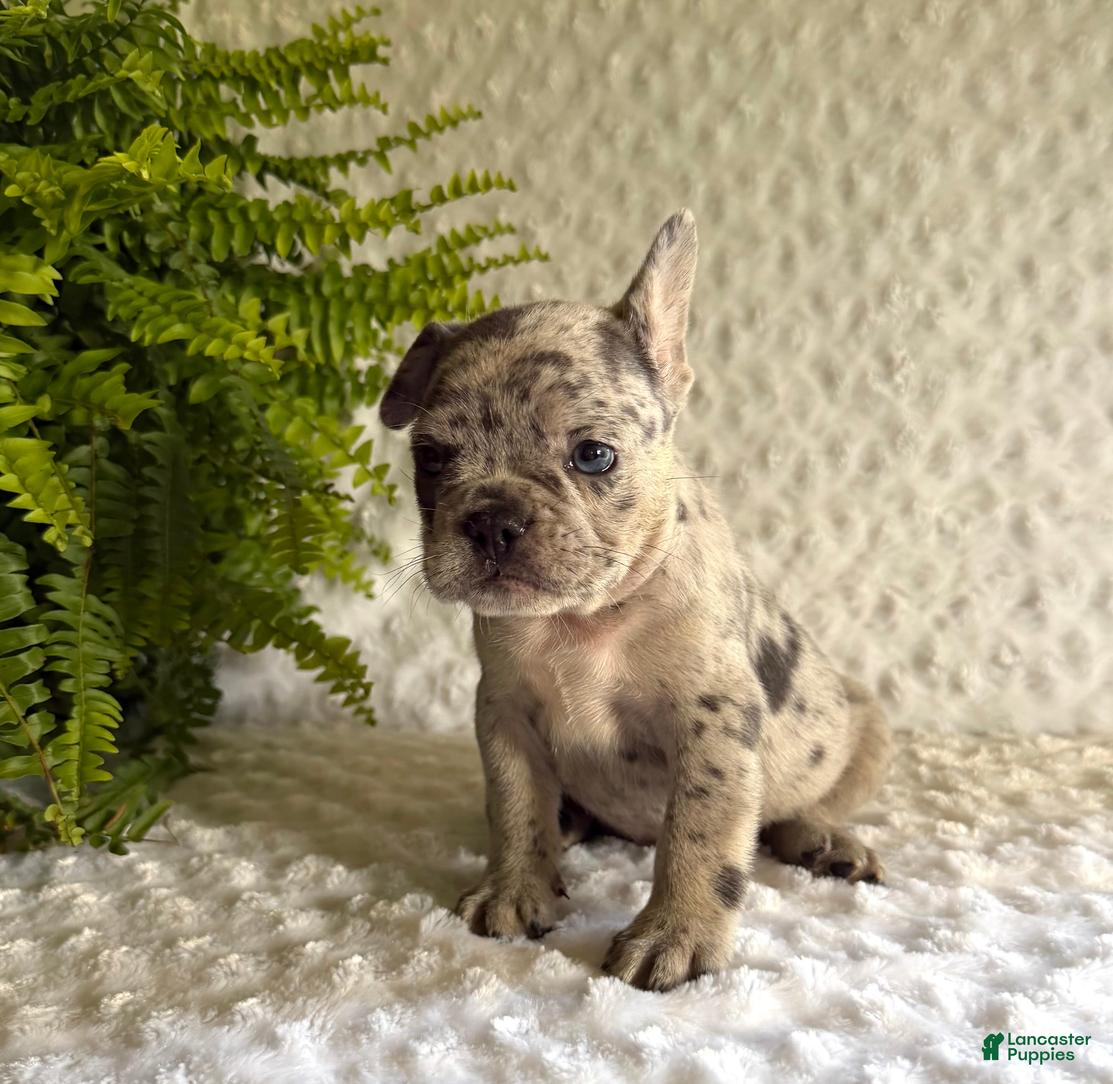 French Bulldog dogs Jack in The Box - Ad 2