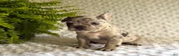 French Bulldog dogs for sale: Jack in The Box - Ad 2
