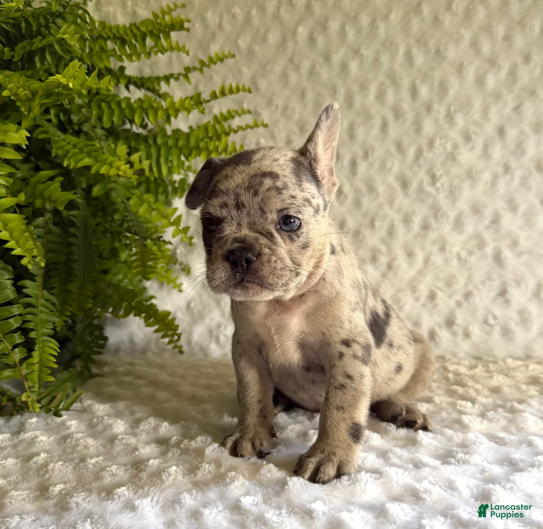 French Bulldog dogs for sale: Jack in The Box - Ad 2