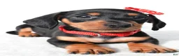 Miniature Dachshund dogs for sale: Diesel - Ad 4