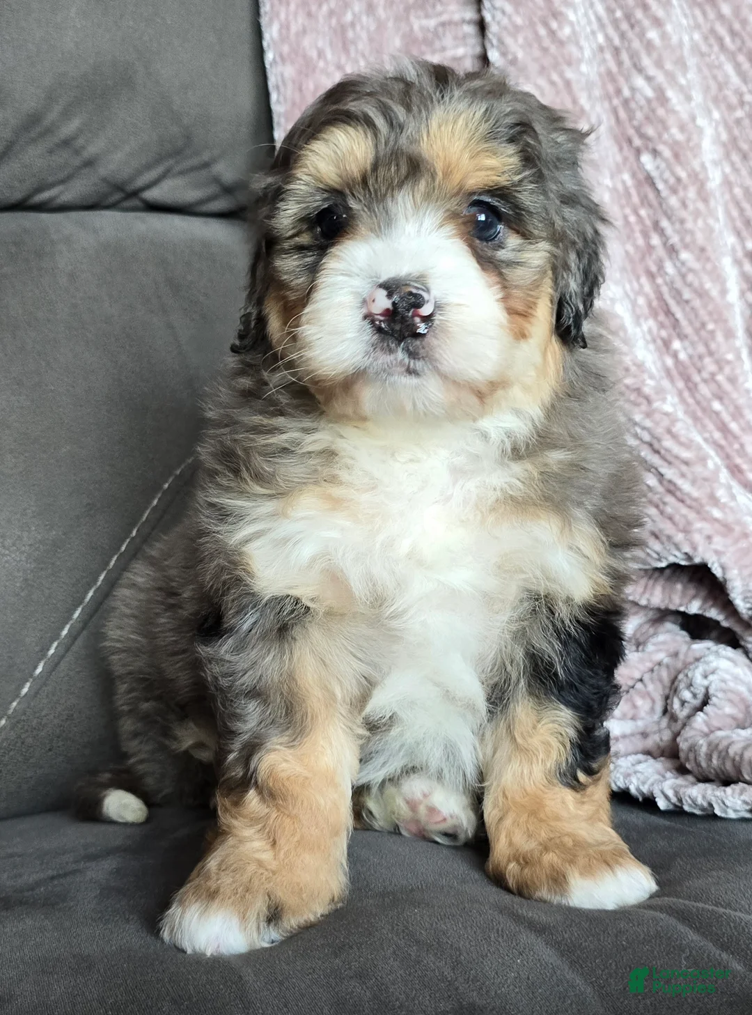 Mini Bernedoodle dogs for sale: Mini Bella - Ad 18