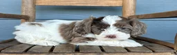 Cavapoo dogs for sale: Gnocchi - Ad 3