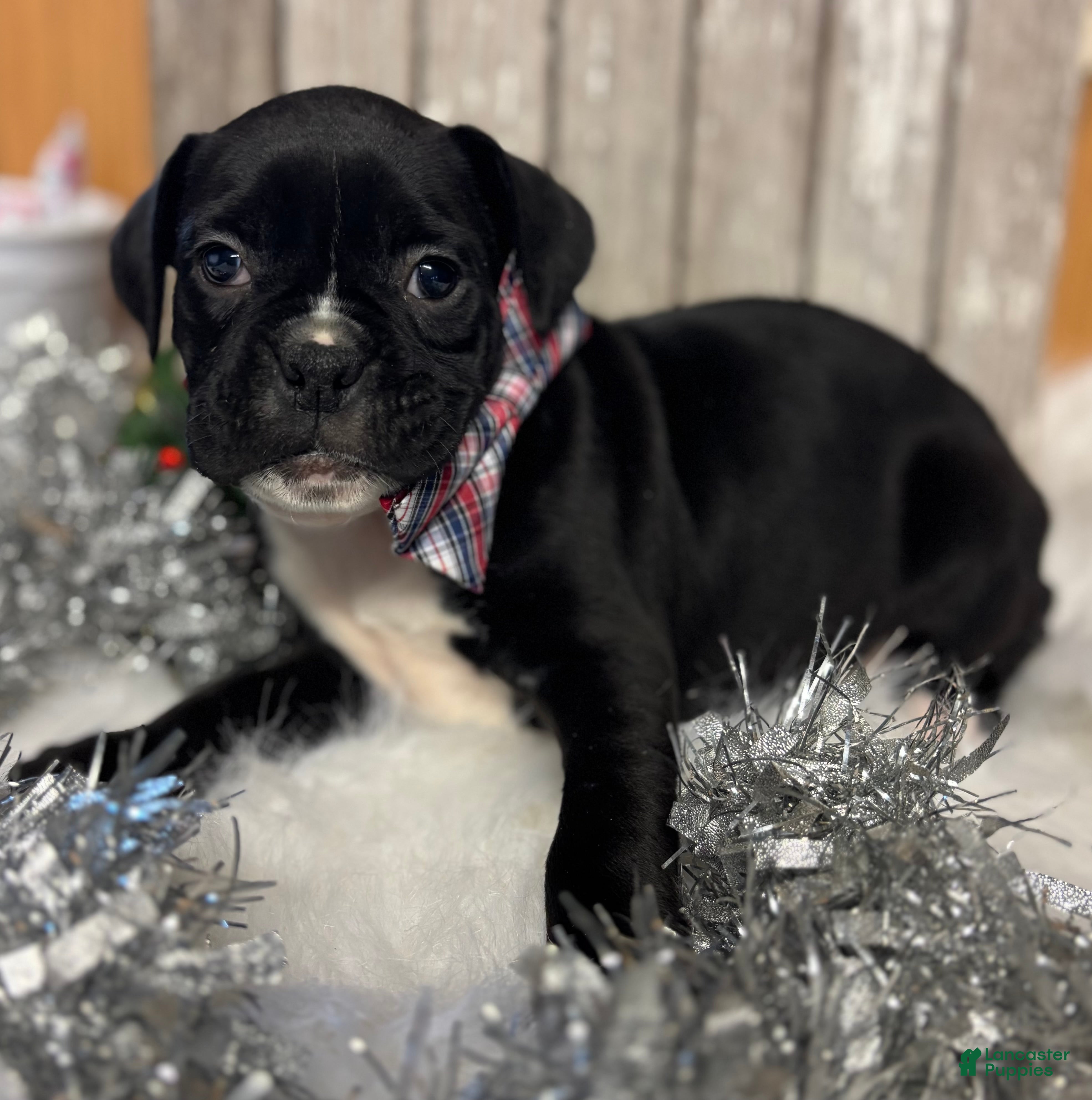 Boxer dogs Bruno - Ad 26