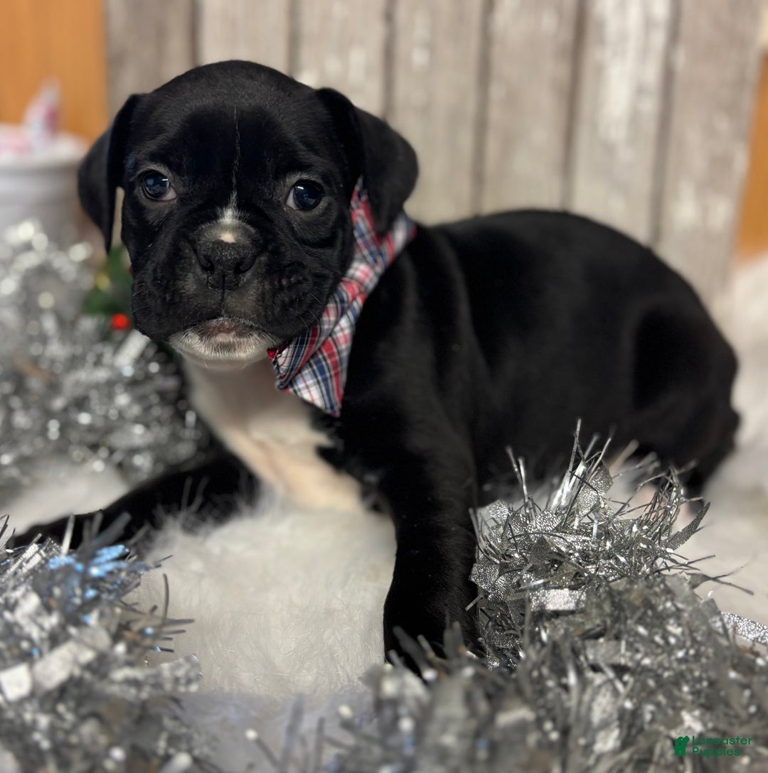 Boxer dogs for sale: Bruno - Ad 1