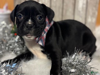 Boxer dogs Bruno - Ad 28